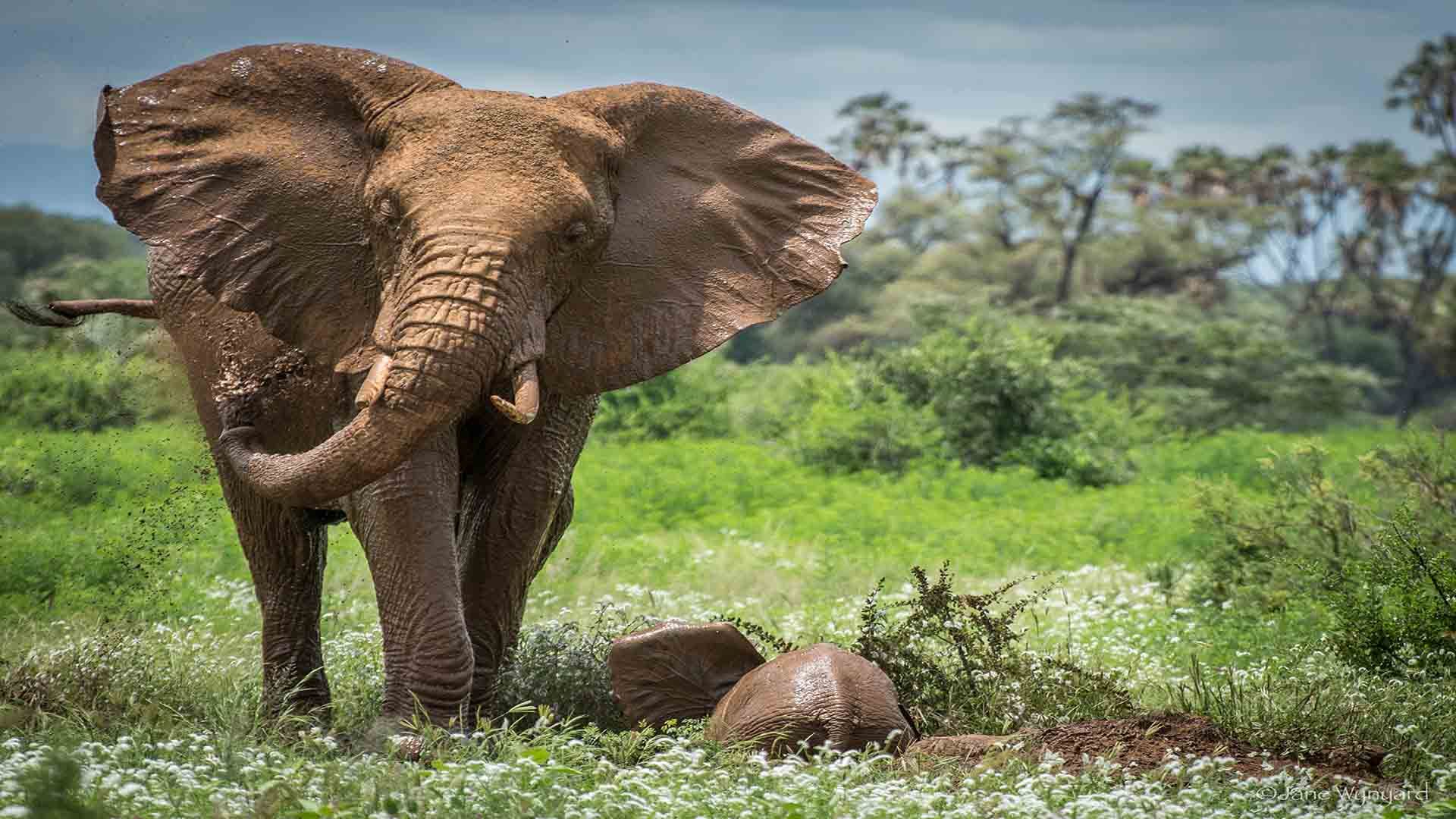 Iñaki Ereño: A Estratégia “Elefante Correndo” para Transformar a Saúde Digital na Bupa
